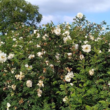 Lilla Mysstuga I Havsnaera 바르베리 외부 사진